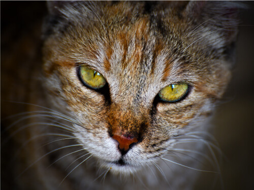 Close Up Yellow Eyes Tabby Cute Cat Poster Print Paper OR Wall Vinyl