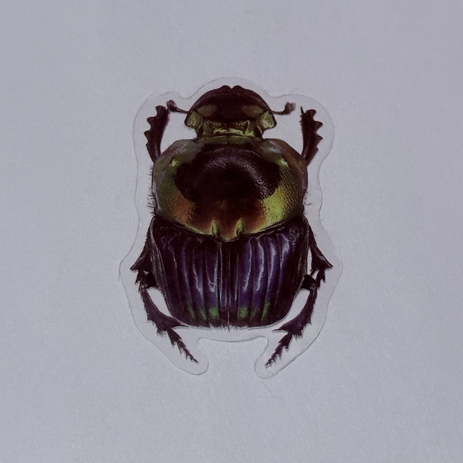 Sulcophanaeus Imperator Dung Beetle Sticker Insect Bug Decal Transparent Art Tc9