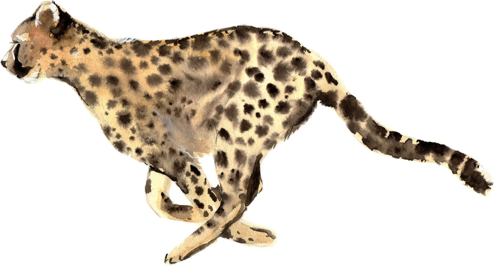 4” Running Cheetah Sticker Big Cat Tough Animal Strong Wild Watercolor Forest