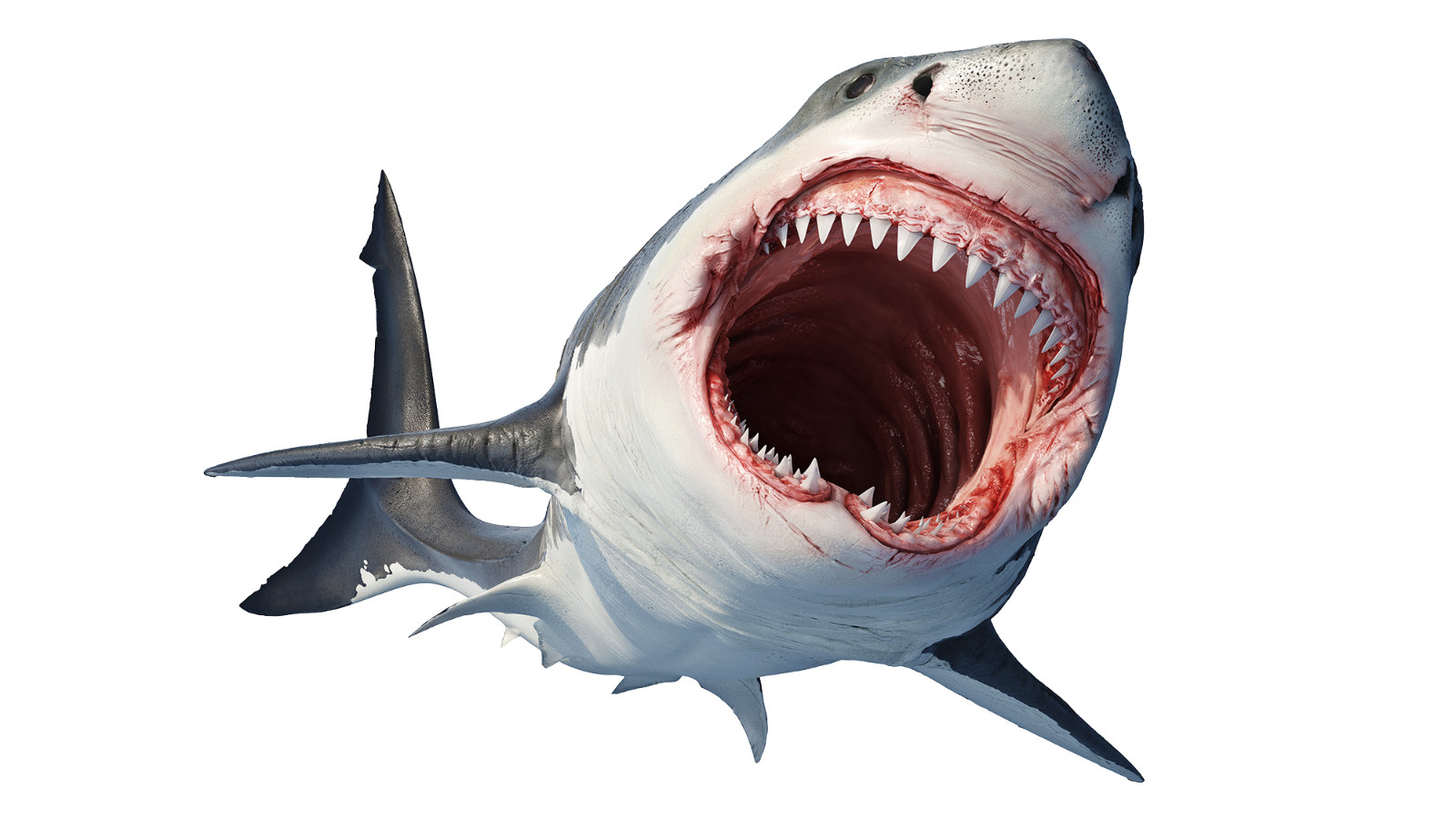 Great white shark sticker weatherproof bumper vinyl decal