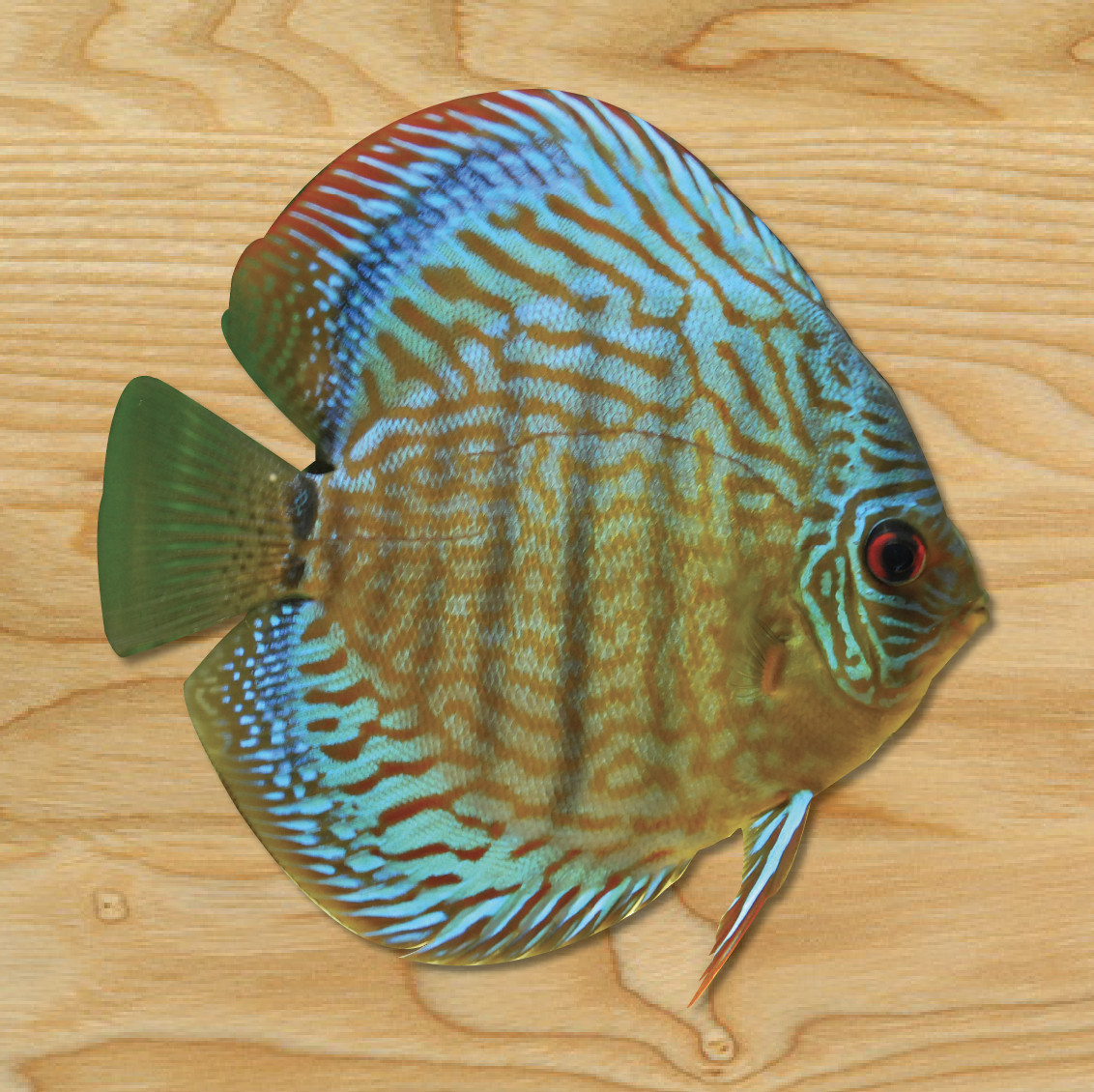 (1) ONE Discus Vinyl Decal Sticker Car Laptop Tropical Fish Aquarium Cichlid NEW