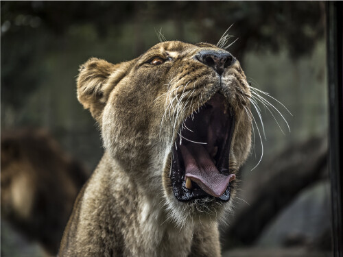 Lioness Female Lion Yawning Roaring Cute Cat Poster Print Paper OR Wall Vinyl