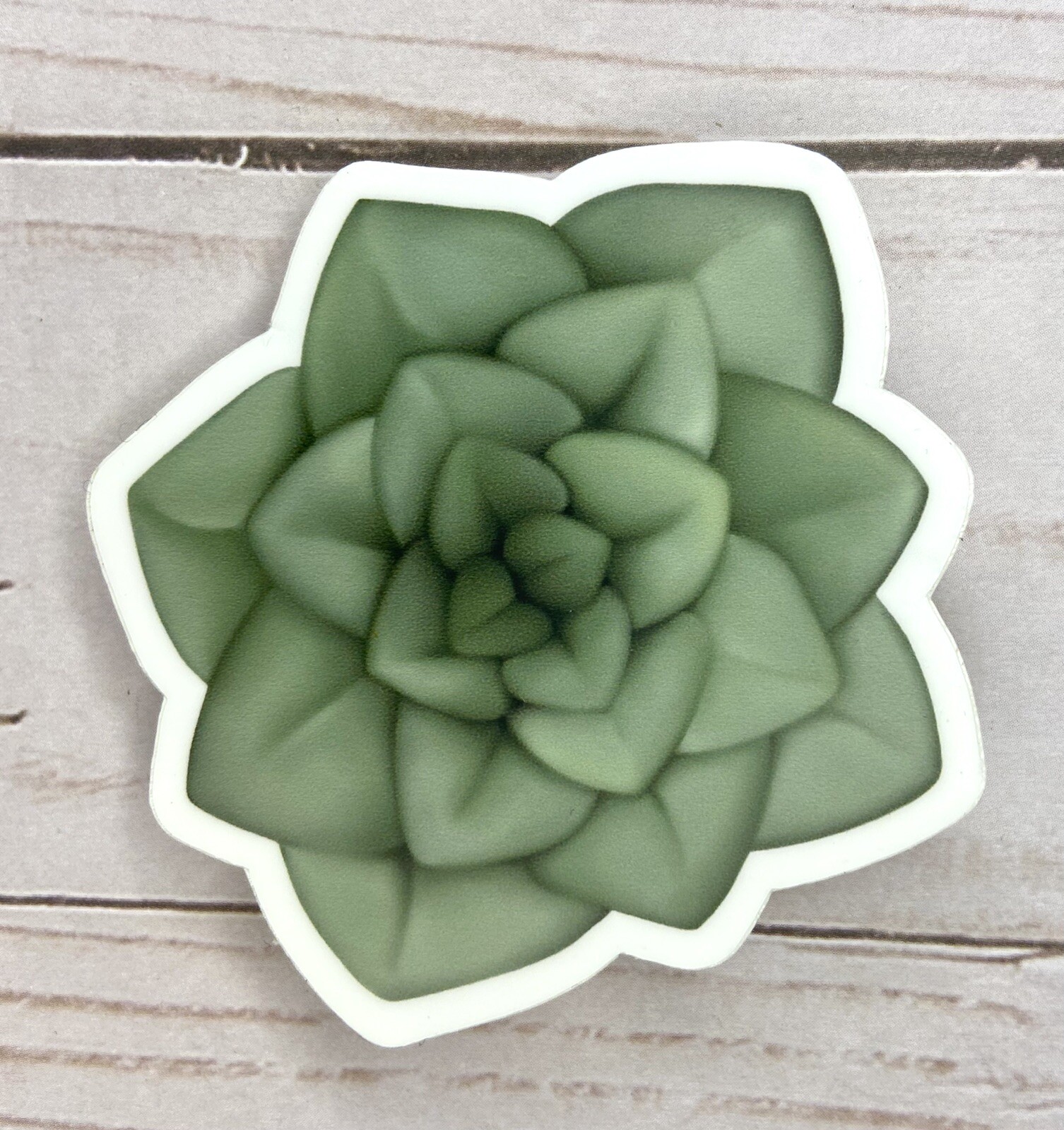 Hand-drawn Succulent Sticker – Sage Succulent – 2.5” X 2.5”