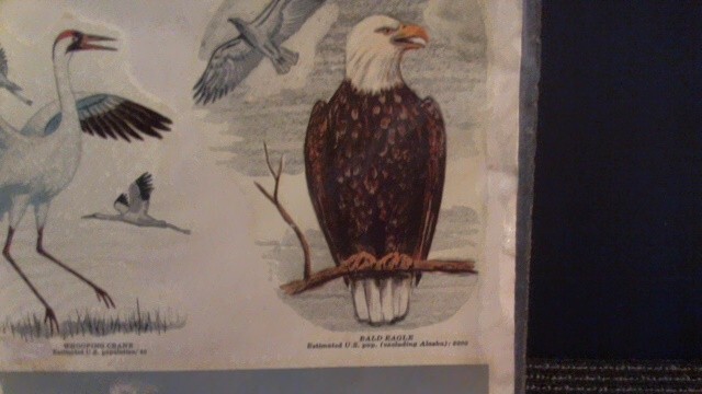 VINTAGE 1977 SEALED MEYERCORD VINYL DECALS – ENDANGERED WILD AMERICA ANIMALS
