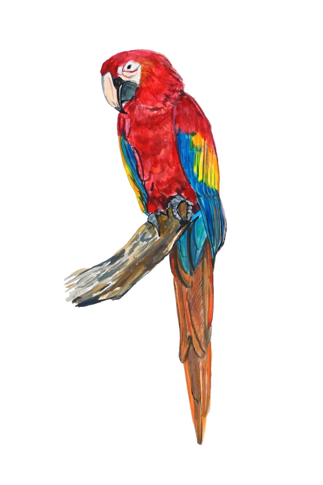 SCARLET MACAW PARROT Vinyl Decal Sticker Truck Boat Car Tumbler Cooler Cup