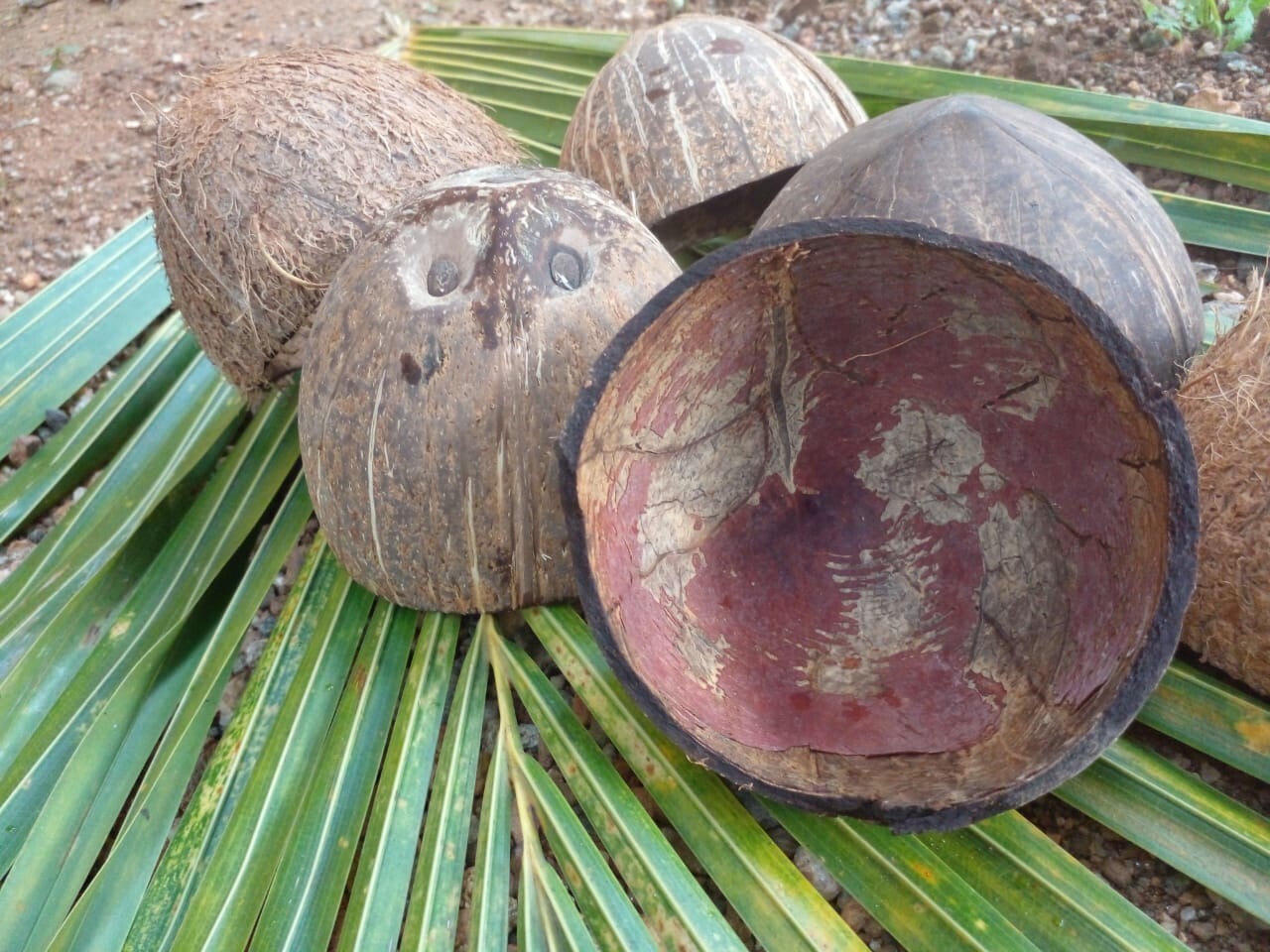 2 Coconut Shells Natural Ceylon Halves Eco Friendly Bowls Organic 100%Sri Lankan