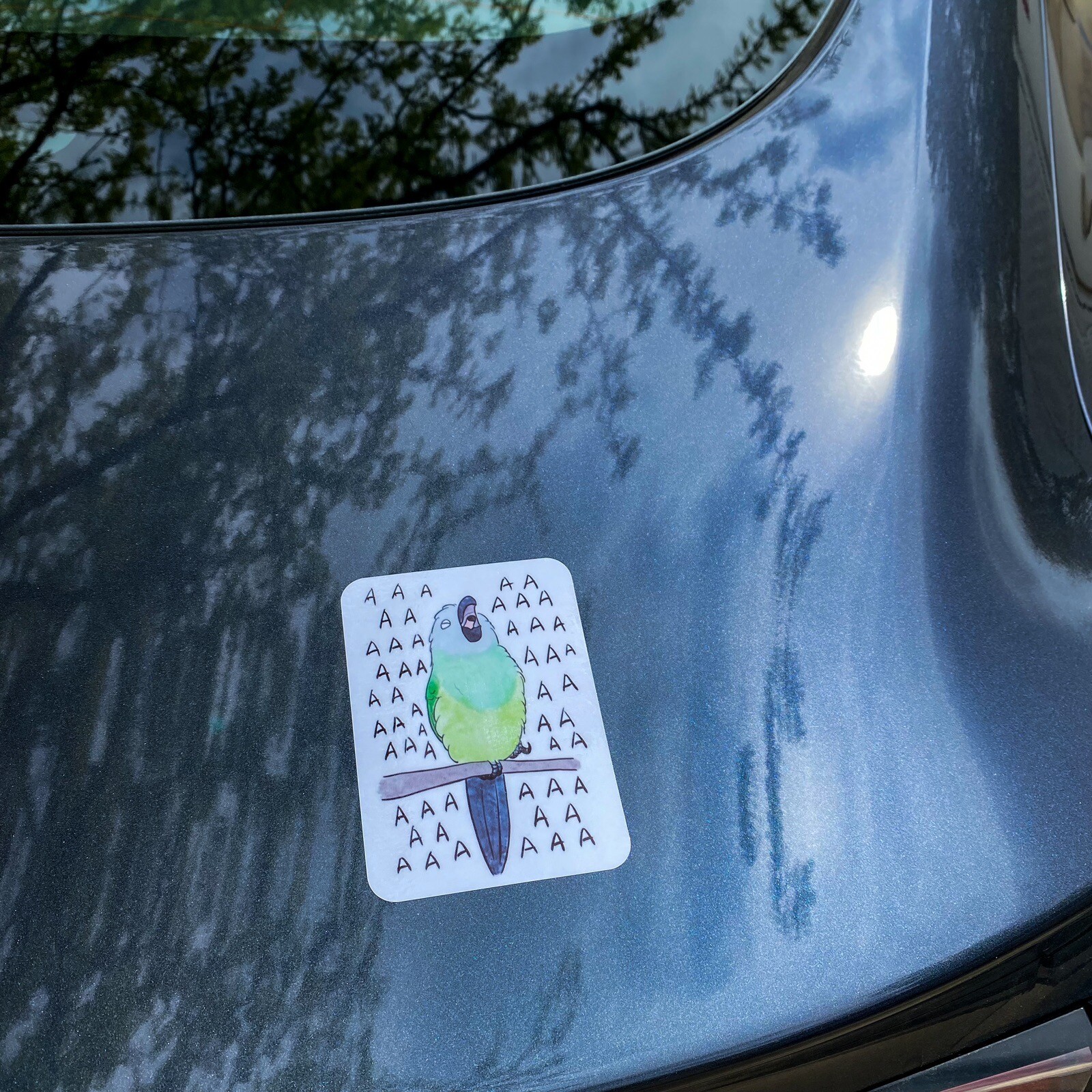Dusky Conure Parrot CAR Sticker (screaming) Outdoor use / UV & Water Proof