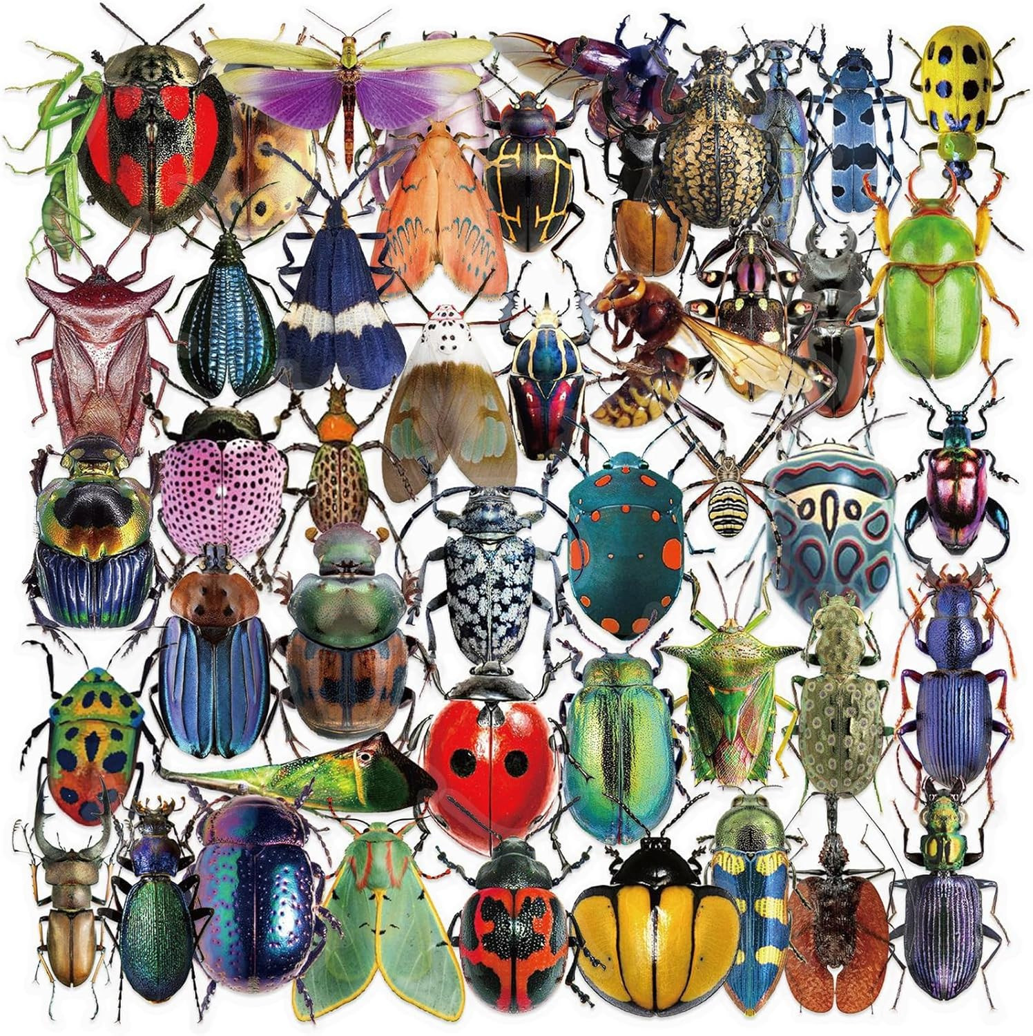 50PCS Insect Stickers PET Transparent Stickers Lifelike Nature World Decals Wate