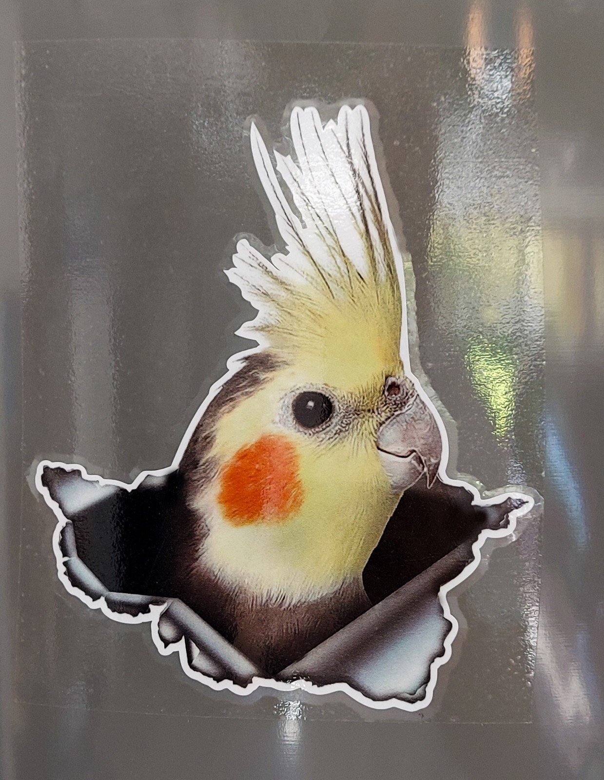 Cockatiel bird sticker, bird, parrot sticker for car laptop office room
