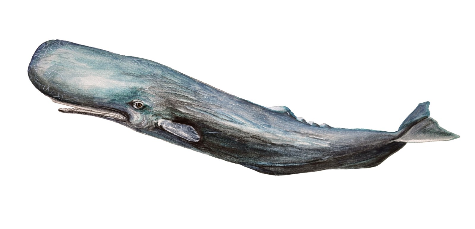 Sperm Whale Ocean Life High Quality Art Decal Sticker Car Truck Wall Cup Cooler