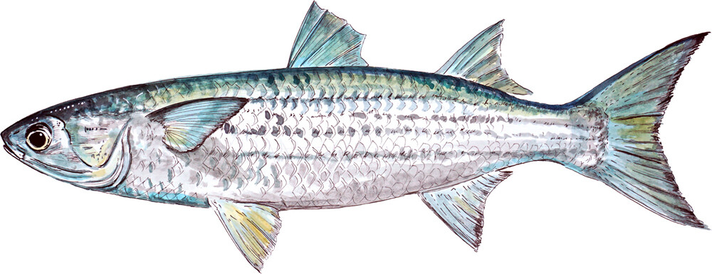 Gray Mullet Fish High Quality Graphic Decal Car SUV Boat Cup Golf Cart Laptop