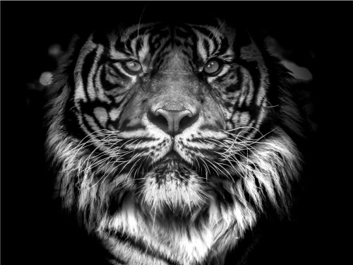 Angry Tiger Black And White Close Up Cute Cat Poster Print Paper OR Wall Vinyl