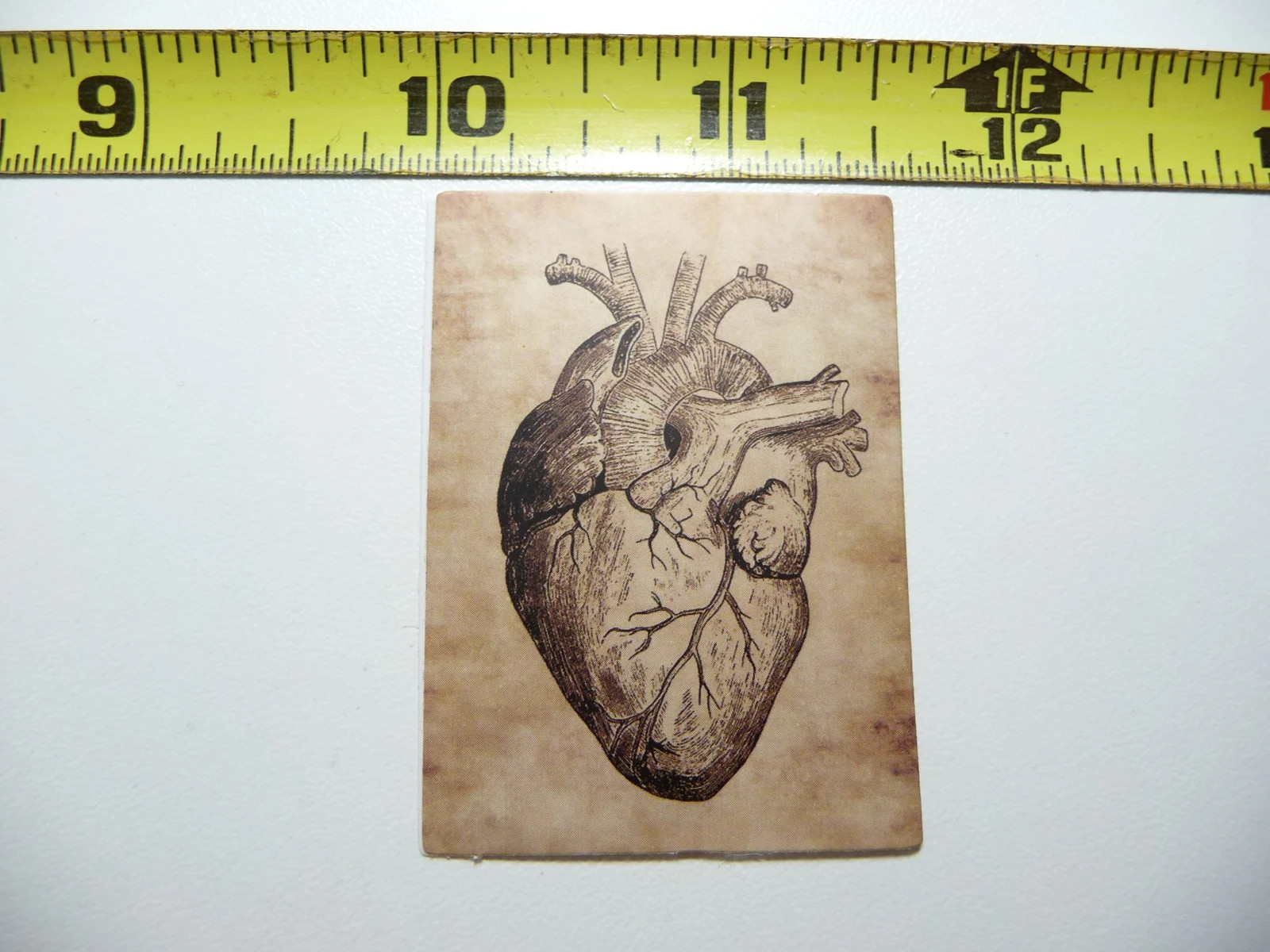 ANATOMY PHYSIOLOGY OUTER HEART SMALL STICKER DECAL HUMAN GOTH FUNNY