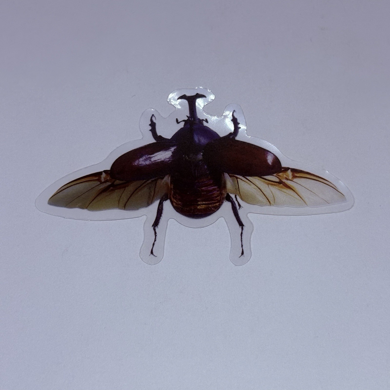 Rhinoceros Beetle Sticker Realistic Insect Art Transparent Decal Vinyl Tc9