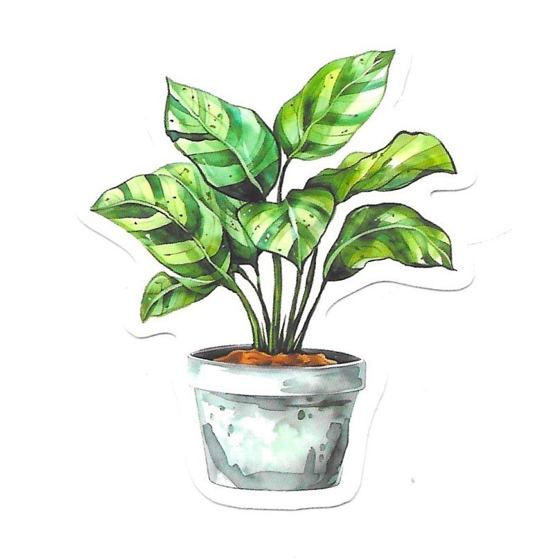 Vinyl Sticker Die Cut Calathea Prayer Plant Decal Houseplant Journal Scrapbook