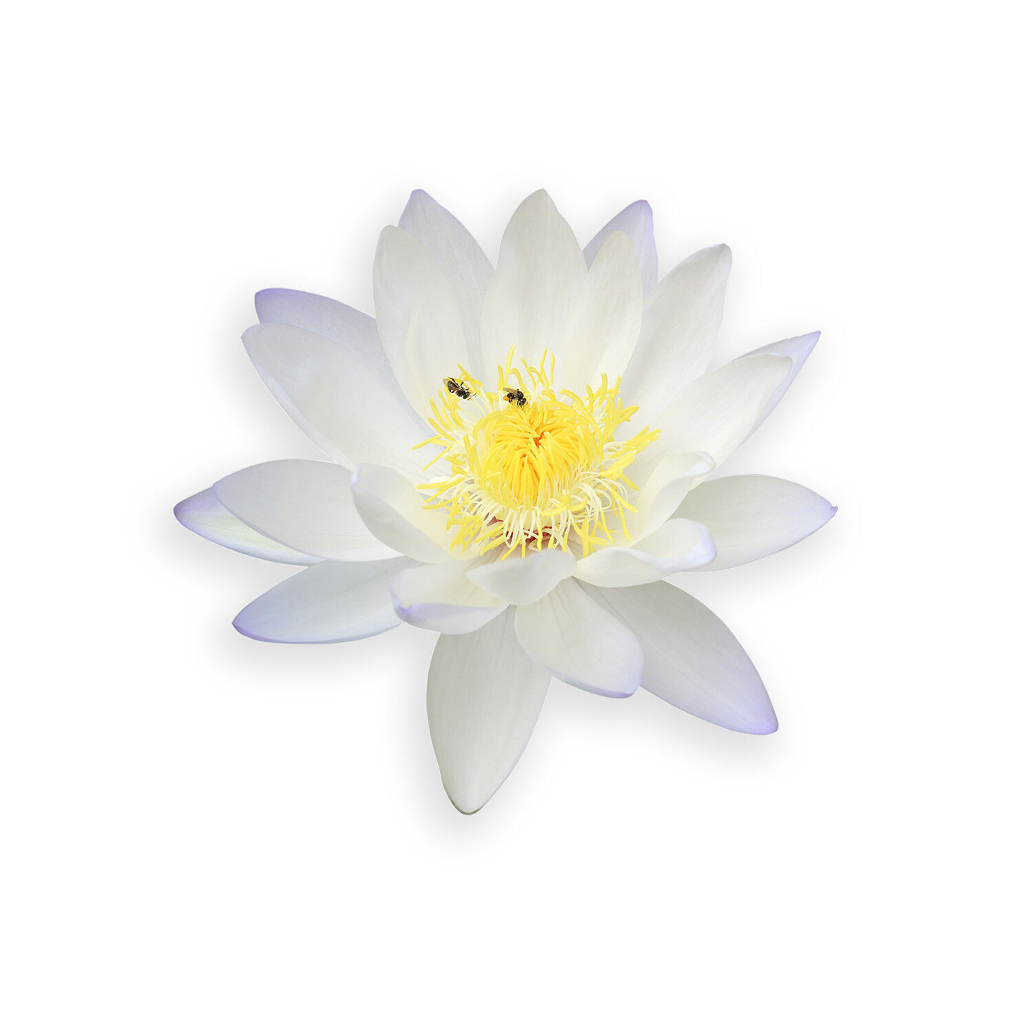 White Lotus flower Sticker Decal
