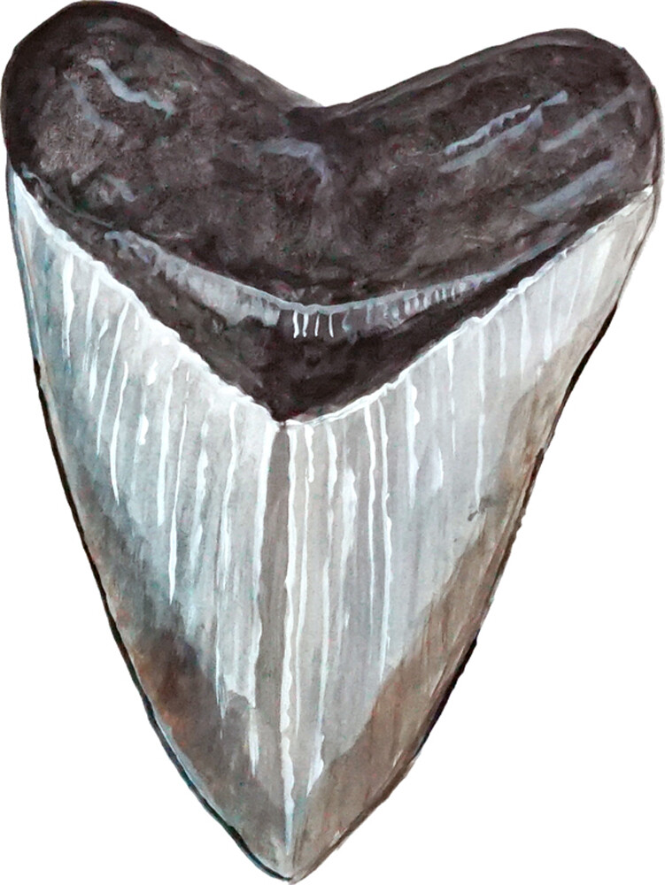 Megalodon Shark Tooth Fish Vinyl Decal Sticker Auto Car Truck RV ATV Boat Cell