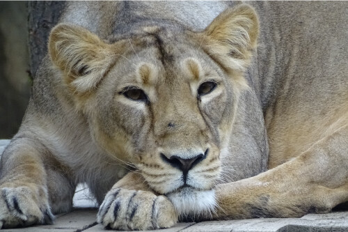 Lioness Female Lion Sleepy Laying Down Cute Cat Poster Print Paper OR Wall Vinyl