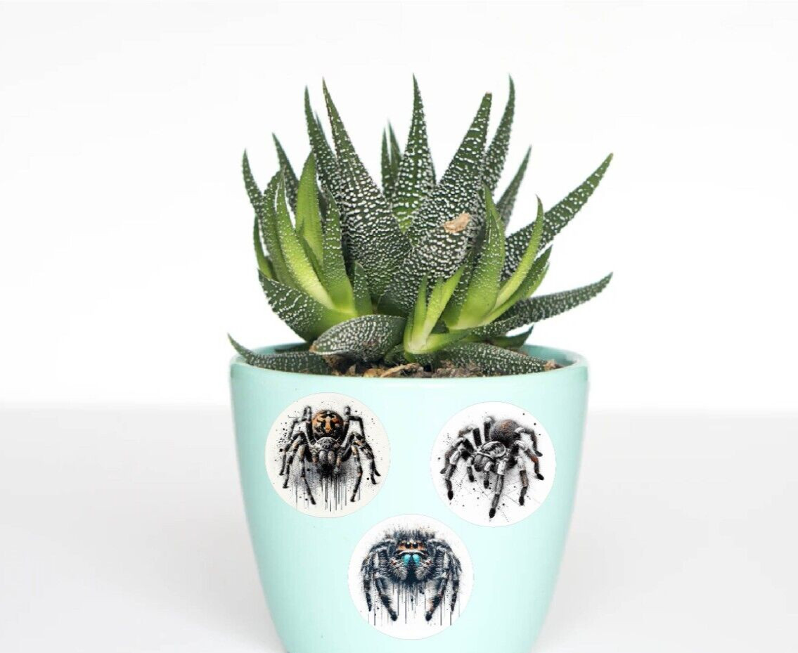 Jumping Spider Stickers Decals Set of 3 Pet Arachnid Bug Love Life Legs Web Wild