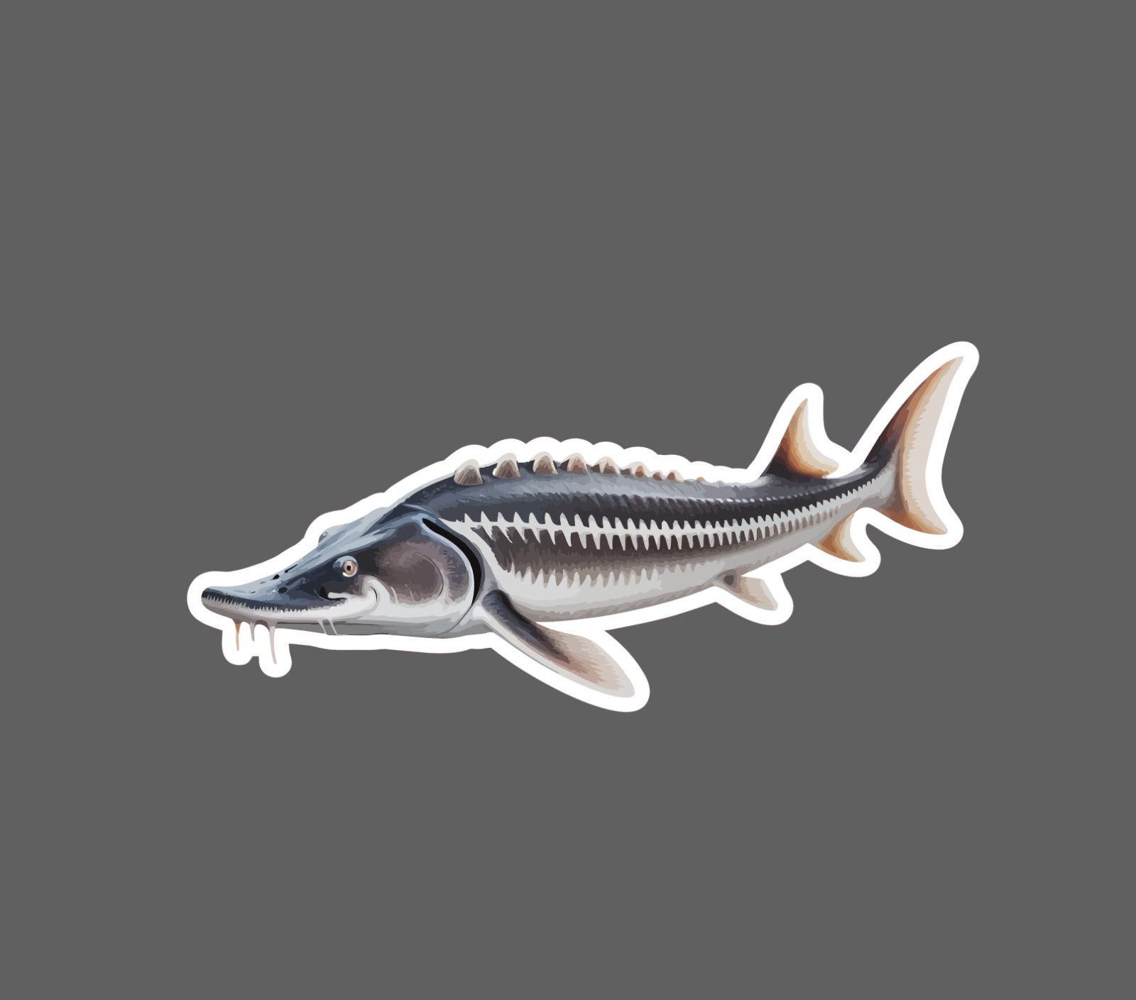 Sturgeon Sticker Fish Animal Outdoor Wildlife Nature Gift Waterproof NEW