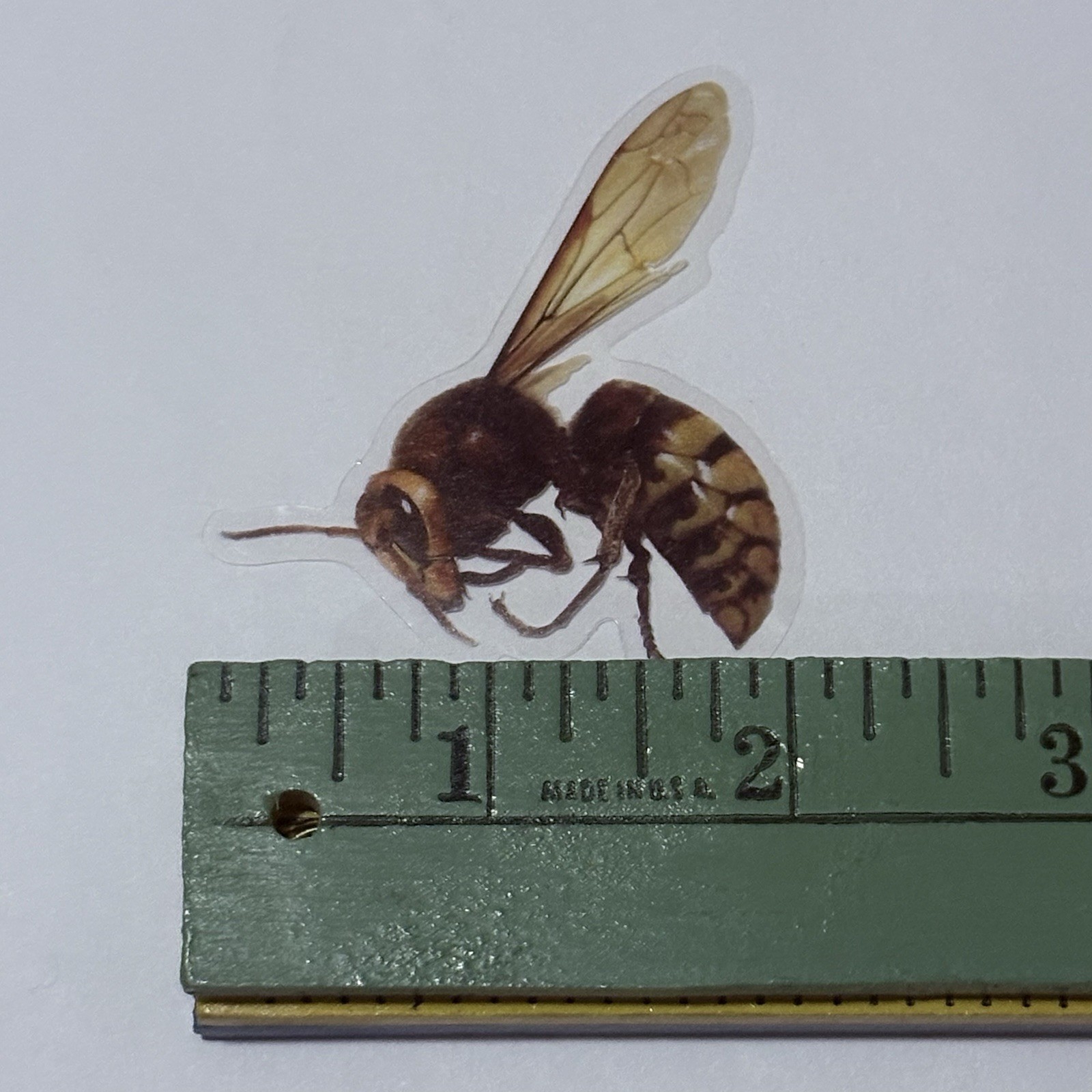 European Hornet Sticker Realistic Insect Art Transparent Decal Vinyl Tc9