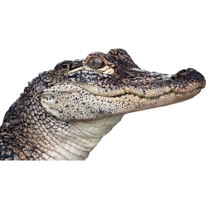 Gator Peering Around Corner Vinyl Decal – 6.5" tall x 12" wide Florida Alligator