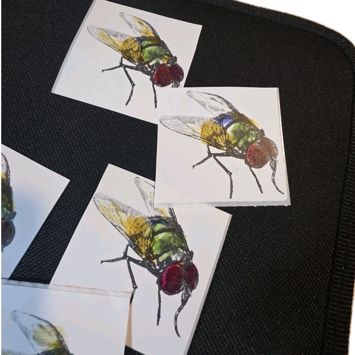 Set of 6 Fly Stickers 2×2 – Hand Drawn Insect Art – Original Illustration Decals