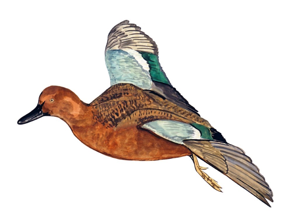 Decal Vinyl Sticker Cinnamon Teal Duck Flying – Printed Vinyl Decal Made in USA