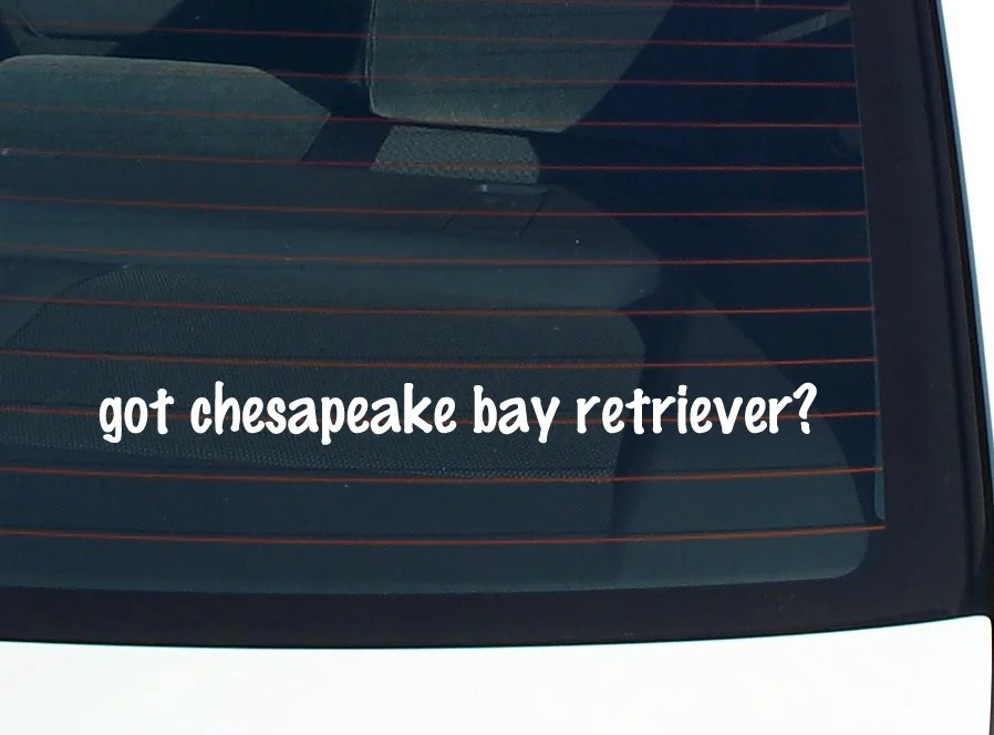 got chesapeake bay retriever? CAR DECAL BUMPER STICKER VINYL FUNNY JOKE WINDOW