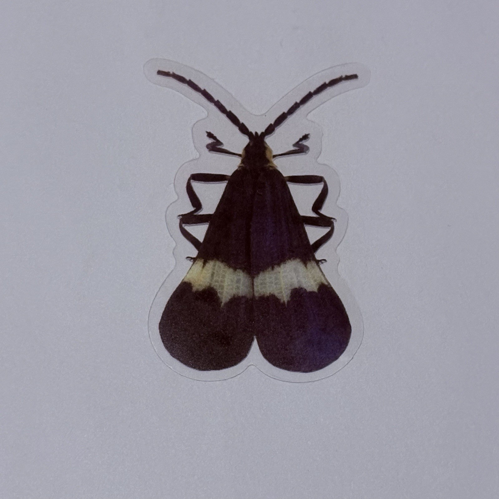 Correbidia Assimilis Moth Sticker Realistic Insect Art Transparent Decal Tc9