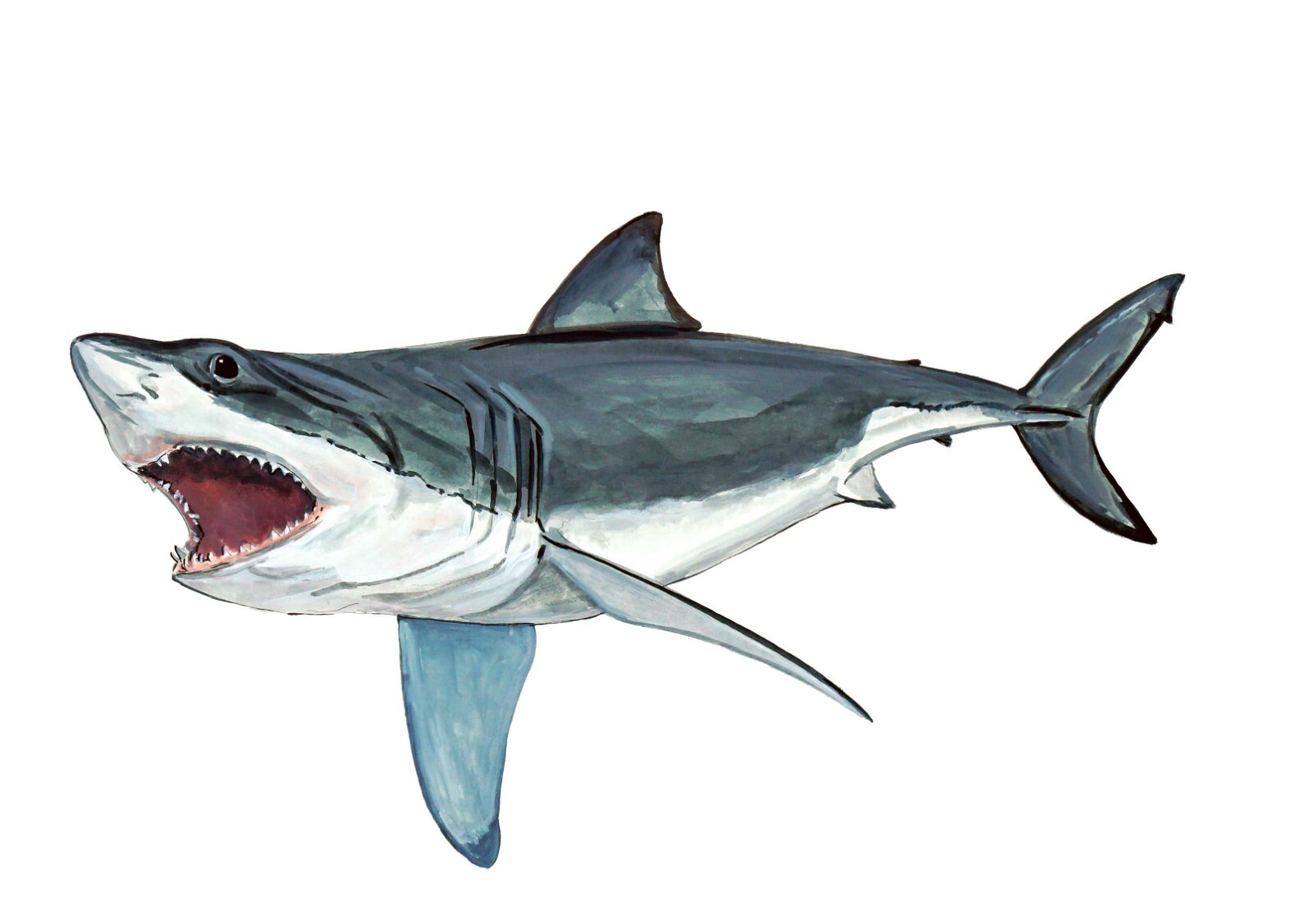 Great White Shark High Quality Art Decal Car Truck Boat Cooler Tacklebox Kayak