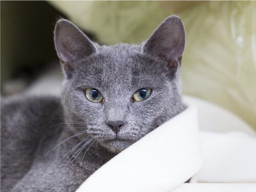 Gray Yellow Blue Eyes Laying Down Cute Cat Poster Print Paper OR Wall Vinyl