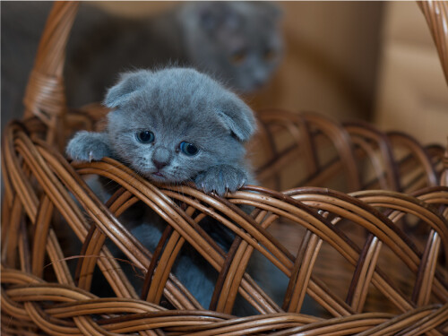 Basket Vibrant Sad Grey Eyes Kitten Cute Cat Poster Print Paper OR Wall Vinyl