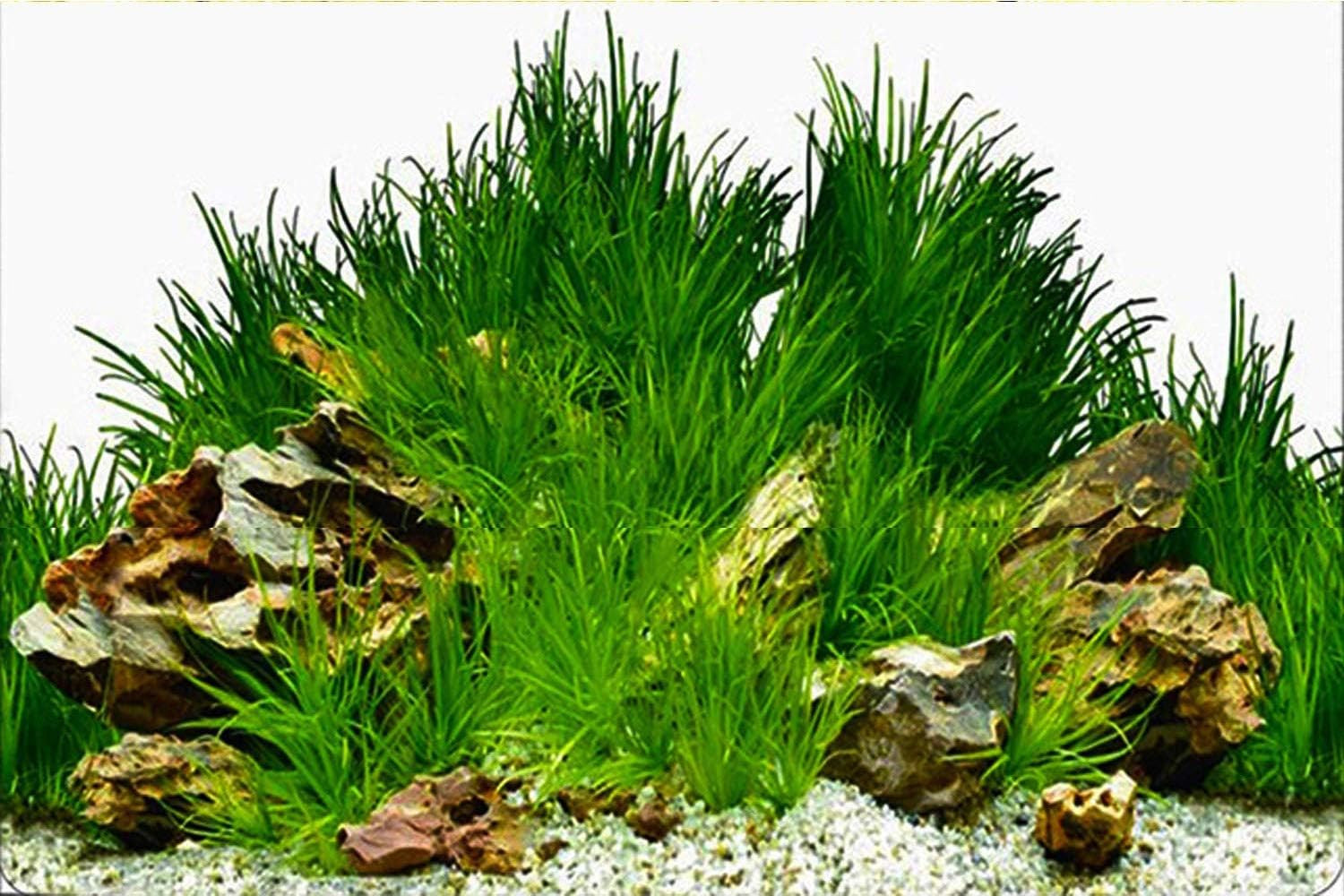 New 20" X 48" Fish Tank Background Paper Wallpaper 2 Sided Colorful Seaweed Wate