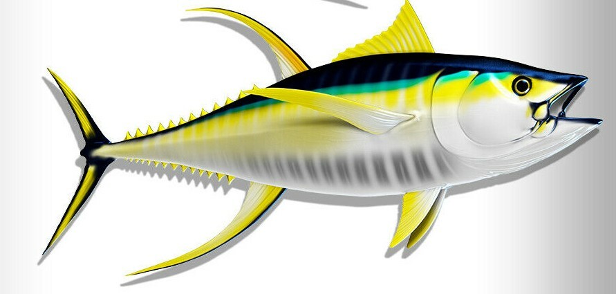 Yellowfin Tuna Decals Fish Stickers Set of 2 Vinyl Stickers #116