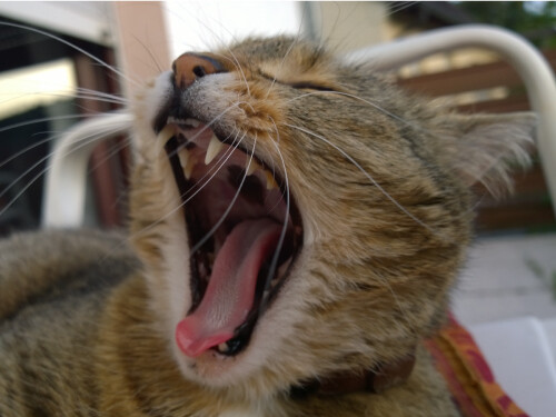 Funny Yawning Kitten Laughing Cat Cute Vibrant Poster Print Paper OR Wall Vinyl