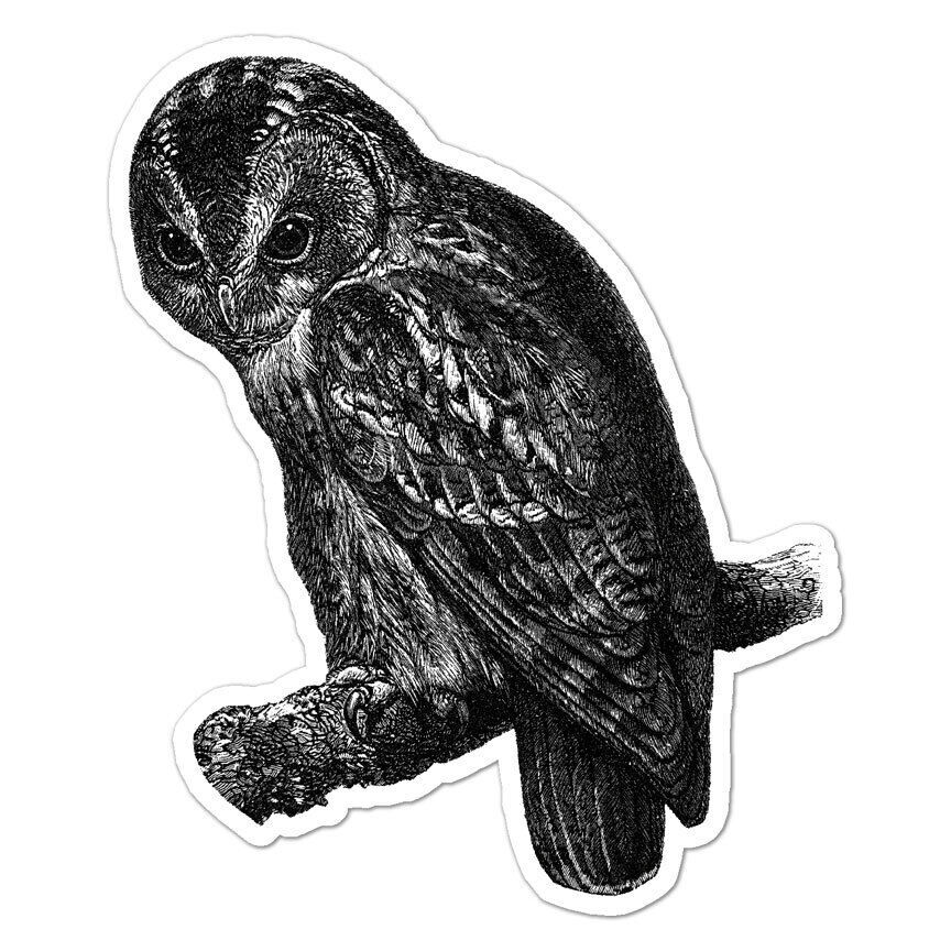 Tawny Owl Sticker Decal