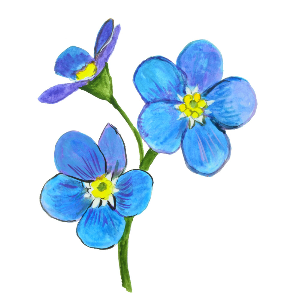 Forget Me Not Flower Printed Vinyl Decal Car Wall Window Sticker