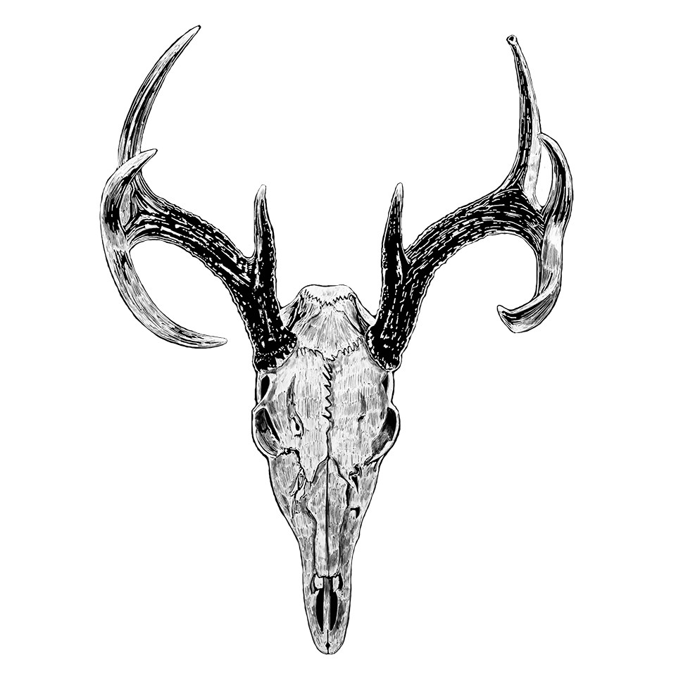 Decal Vinyl Sticker White Tail Deer Skull – Pen & Ink Made in USA