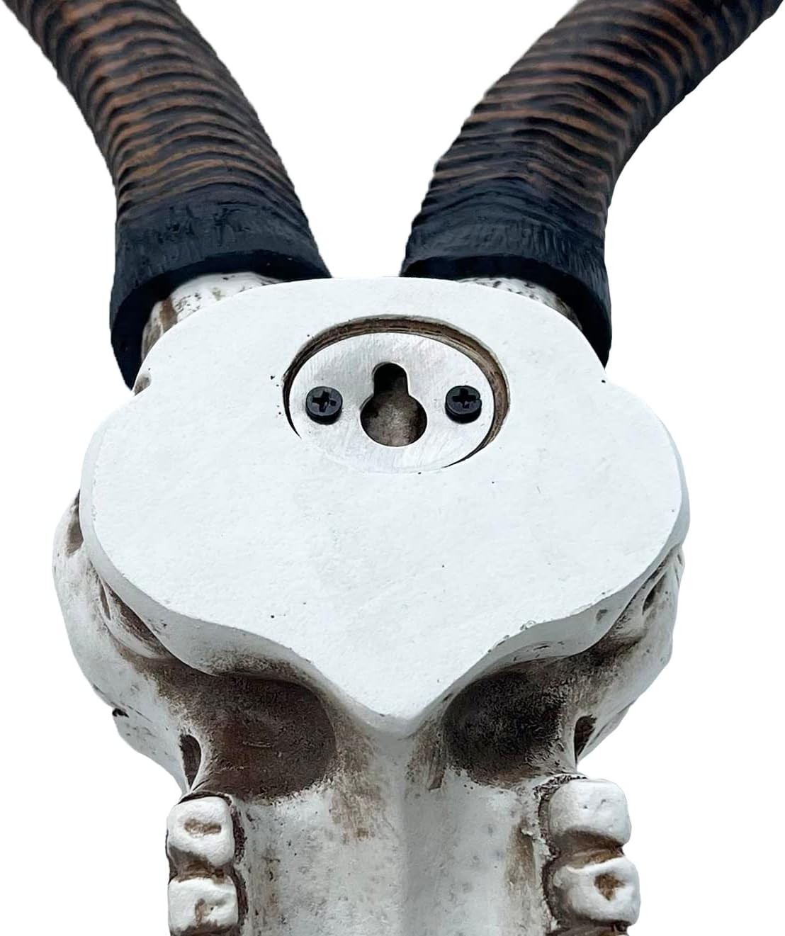 14 1/2" African Kudu Antelope Skull – Wall Mount Head – Rustic Safari Decor