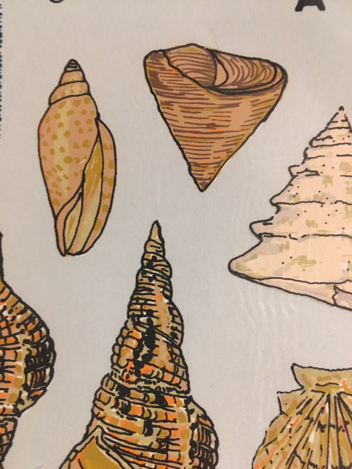 Vintage 1992 DECORAL DECALS – Seashells A-110 Water-slide Conch Scallop Nautical