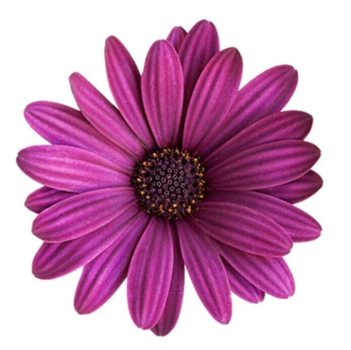 Purple Daisy Sticker