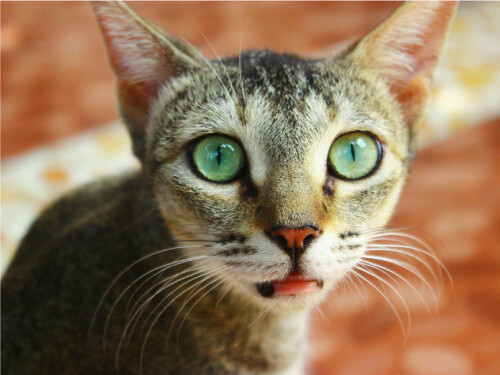 Tongue Mouth Open Green Eyes Close Up Cute Cat Poster Print Paper OR Wall Vinyl