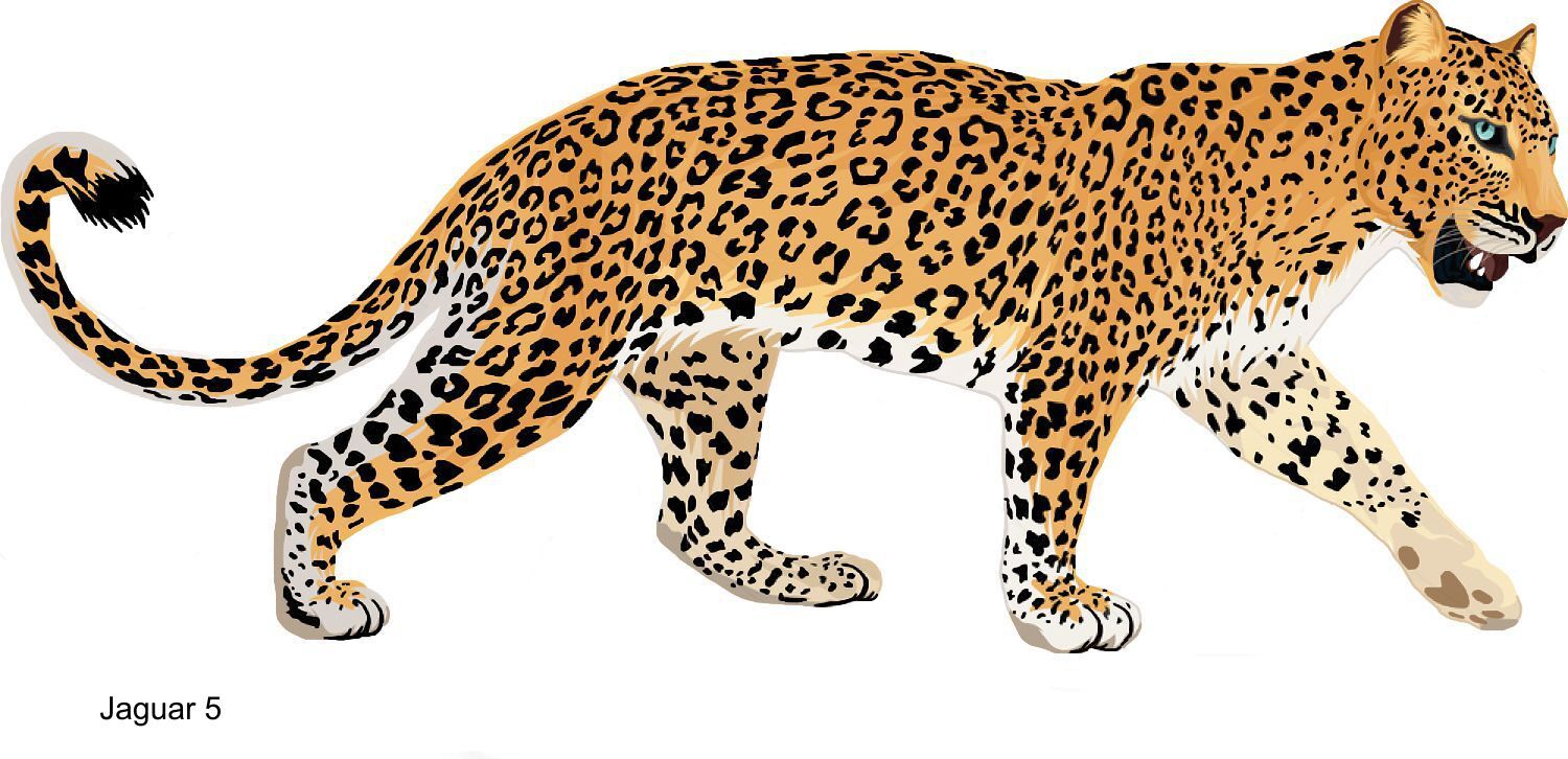 LARGE-SIZED CAR DECALS – JAGUAR – 5 CHOICES