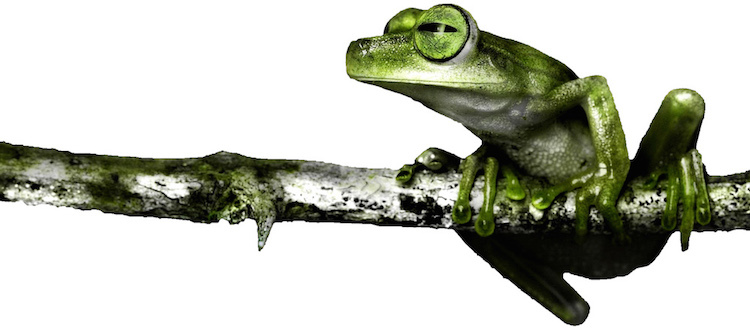 Frog Wall Decal Mural Tree Branch Nature Wild Animals Removable Wall Art, a13