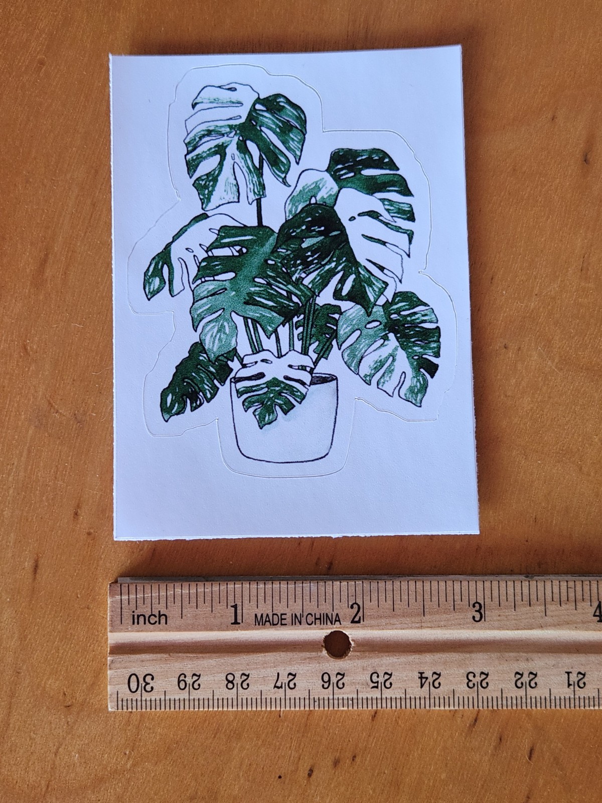 Large Variegated Monstera Plant Vinyl Sticker 3 x 3 inch