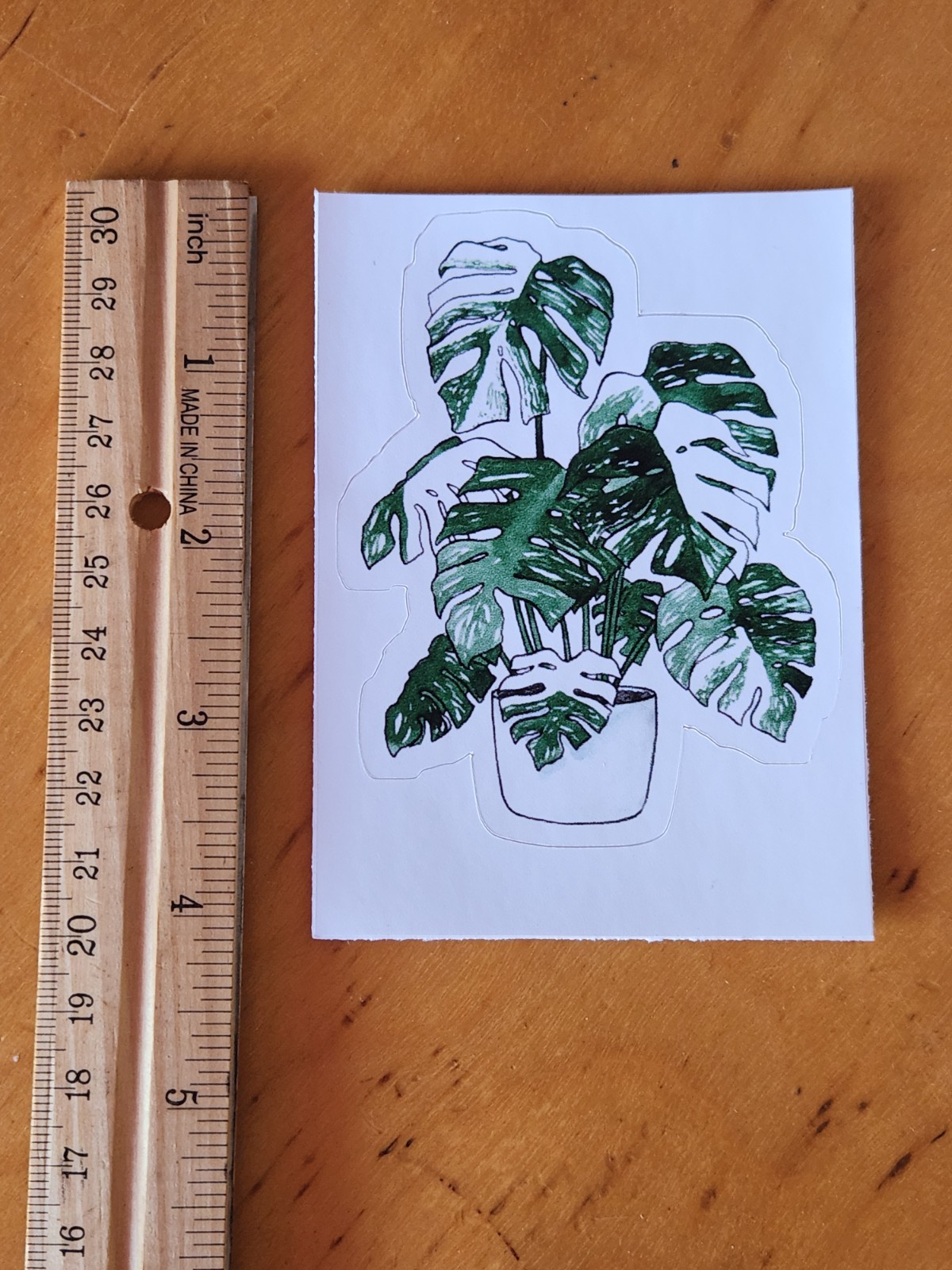 Large Variegated Monstera Plant Vinyl Sticker 3 x 3 inch