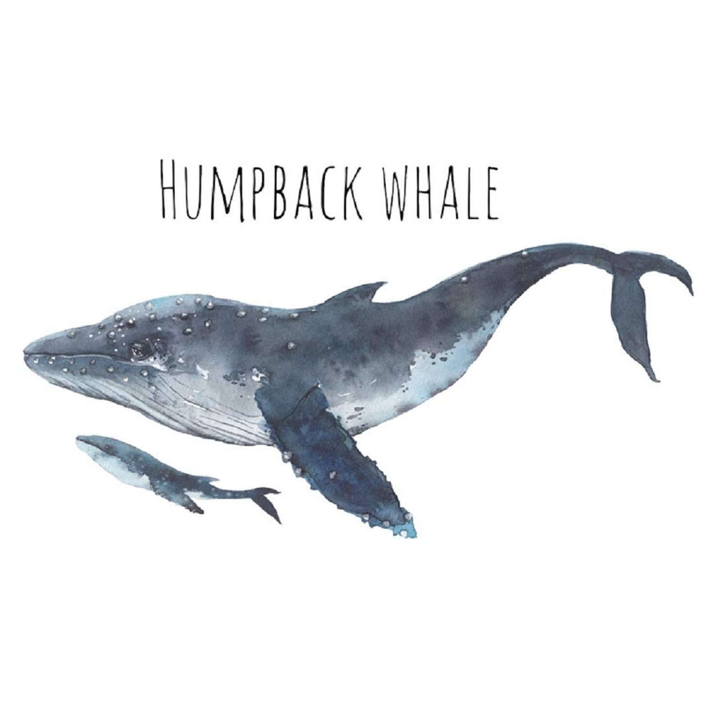 Humpback Whale Wall Decals Marine Animal Stickers Peel and Stick Art Mural De…