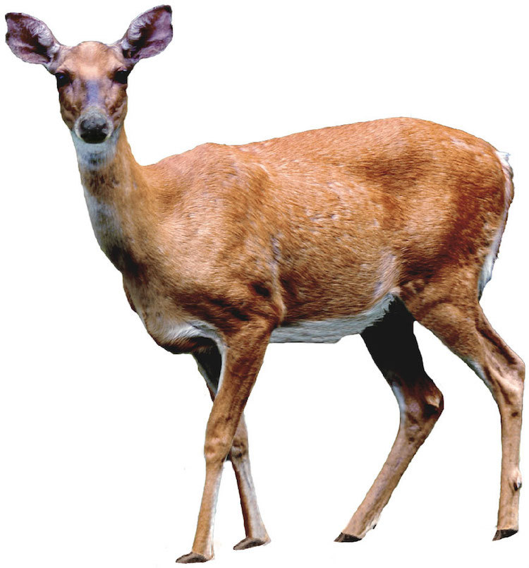 Deer Doe Wall Decal Mural Female Hunting Wild Animals Removable Wall Art, a15