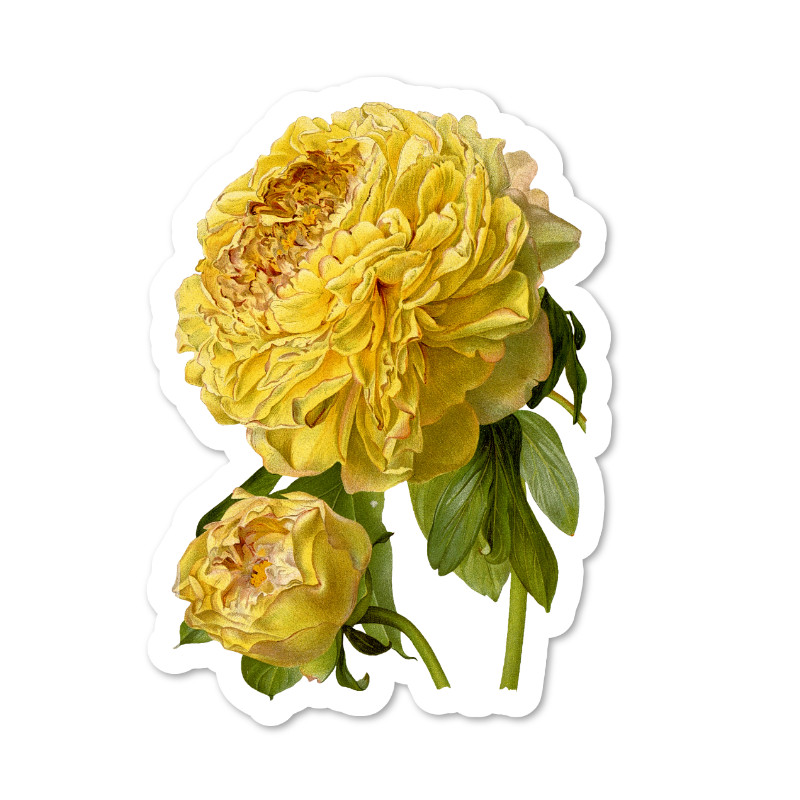 Yellow Peonies Vinyl Sticker, Water Resistant, Scrapbooking, Laptop, 2 Sizes